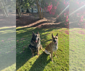 German Shepherd Dog Puppy for Sale in TUCKER, Georgia USA