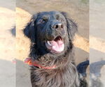 Small #2 Labrador Retriever Mix