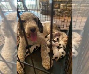 Mother of the Sheepadoodle puppies born on 07/04/2022