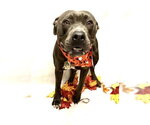 STERLING - Male Mutt Dog for Adoption - Small photo