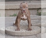 Small American Bully