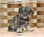 Small #3 Schnauzer (Miniature)