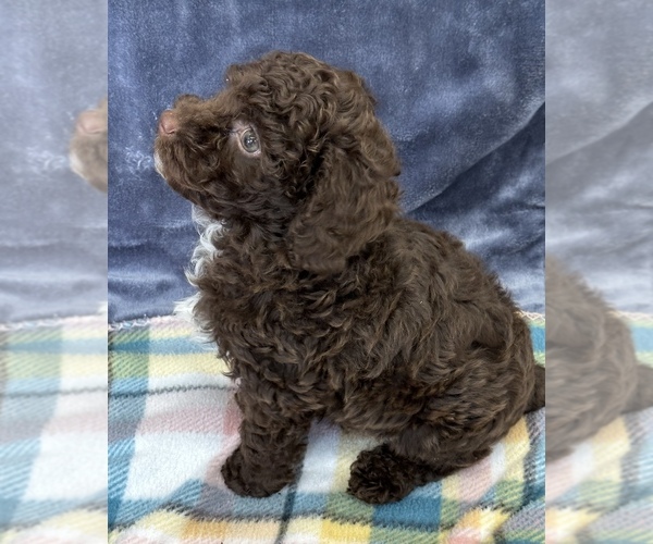 Medium Photo #9 Poodle (Toy) Puppy For Sale in SILEX, MO, USA