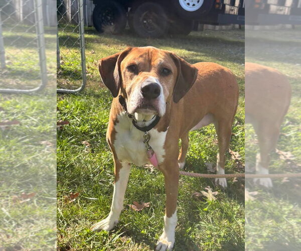 Medium Photo #1 Mutt Puppy For Sale in Rustburg, VA, USA