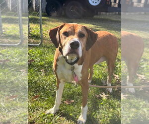 Mutt Dogs for adoption in Rustburg, VA, USA