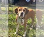 Saint - At the Shelter available 11/6 - Male Mutt Dog for Adoption - Small photo