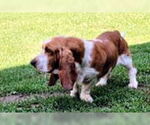 Small #2 Basset Hound