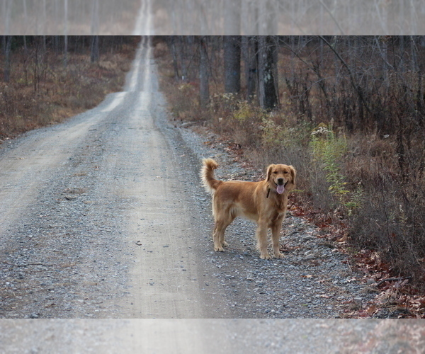 Medium Photo #1 Golden Retriever Puppy For Sale in MIDDLEBURG, PA, USA