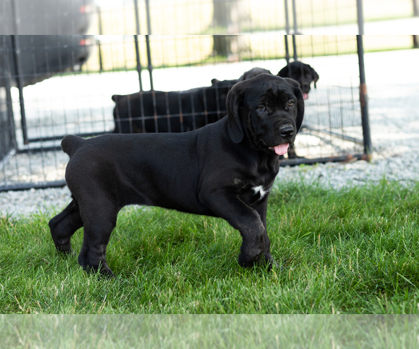 Medium Photo #8 Cane Corso Puppy For Sale in WAKARUSA, IN, USA