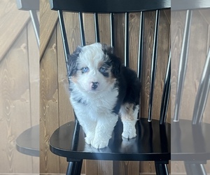 Miniature Australian Shepherd Puppy for Sale in CENTRALIA, Illinois USA