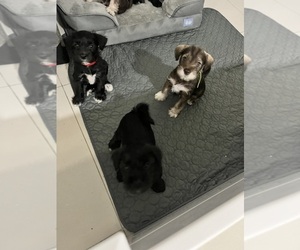 Schnauzer (Miniature) Puppy for sale in MIAMI, FL, USA