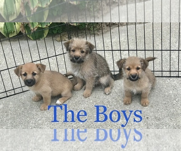 Medium Photo #1 Shiba Inu-Yorkshire Terrier Mix Puppy For Sale in RICHMOND, MI, USA