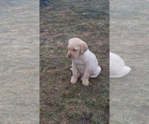 Labradoodle-Labrador Retriever Mix Puppy for sale in HARRISONBURG, VA, USA