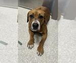 Small Beagle Mix
