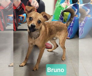 Chipin Dogs for adoption in Richmond, IN, USA