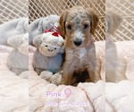 Puppy Pink Goldendoodle