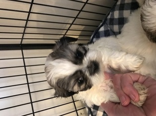 Shih Tzu Puppy for sale in PLYMOUTH, MI, USA