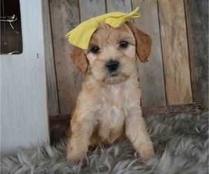 Cock-A-Poo Puppy for sale in HONEY BROOK, PA, USA