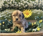 Small Photo #1 Shorkie Tzu Puppy For Sale in PILOT MOUNTAIN, NC, USA