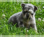 Small #6 French Bulldog