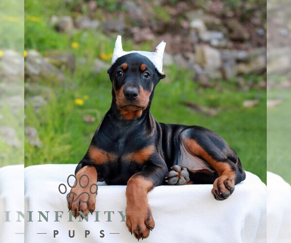 Medium Photo #1 Doberman Pinscher Puppy For Sale in NEWMANSTOWN, PA, USA