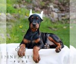 Small Doberman Pinscher