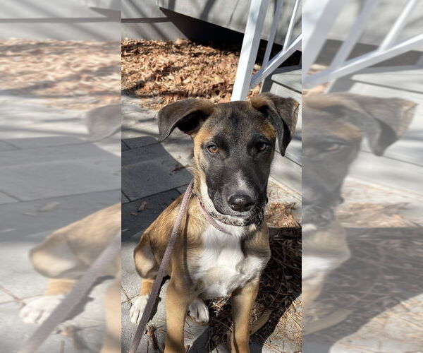 Medium Photo #15 Collie-German Shepherd Dog Mix Puppy For Sale in Lakewood, CO, USA