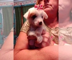 Puppy Patches Chinese Crested
