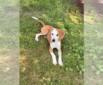 Small #2 Beagle-English Foxhound Mix