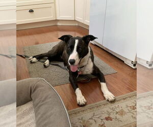 American Pit Bull Terrier-Labrador Retriever Mix Dogs for adoption in San Diego, CA, USA