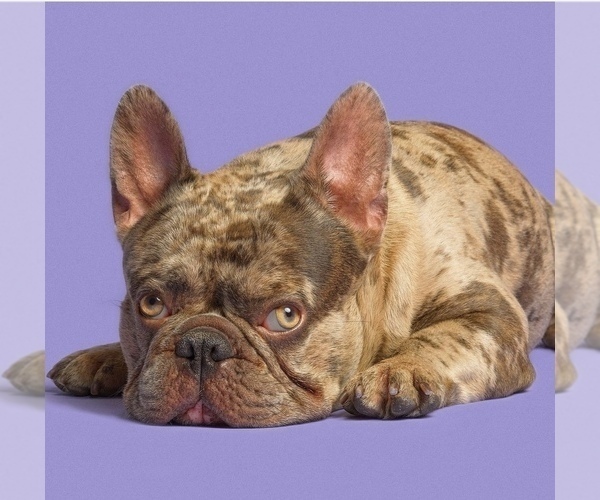 Medium Photo #5 French Bulldog Puppy For Sale in KEARNY, NJ, USA