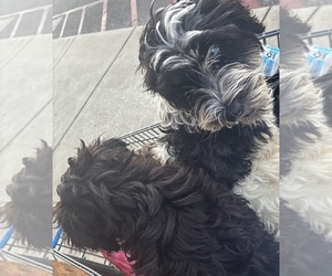 Schnauzer (Miniature) Puppy for sale in DOTHAN, AL, USA
