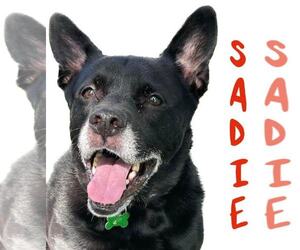 Sadie - Female Labrador Retriever-Unknown Mix Dog for Adoption - Photo #12