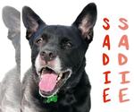 Small #11 Labrador Retriever Mix