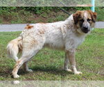Small #3 Aussie Pyrenees