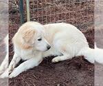 Small #1 Great Pyrenees Mix