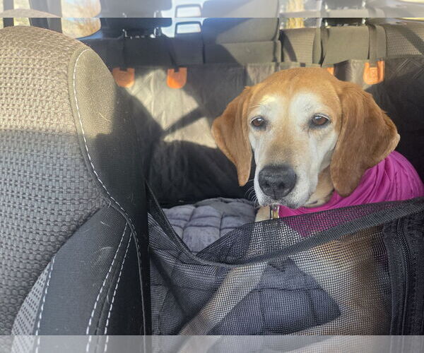 Medium Photo #6 Mutt Puppy For Sale in Sandy, UT, USA