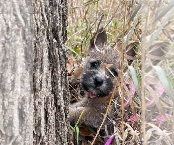 Medium Photo #7 Cairn Terrier Puppy For Sale in WHITEWOOD, SD, USA