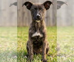 Small #2 Catahoula Leopard Dog Mix