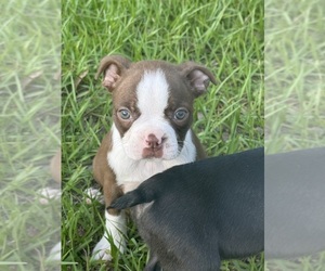 Boston Terrier Puppy for sale in MARIANNA, FL, USA