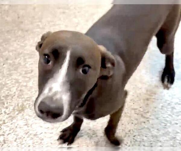 Medium Photo #2 Labrador Retriever-Unknown Mix Puppy For Sale in Houston, TX, USA