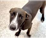 Small #1 Labrador Retriever Mix