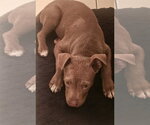 Small Labrador Retriever Mix