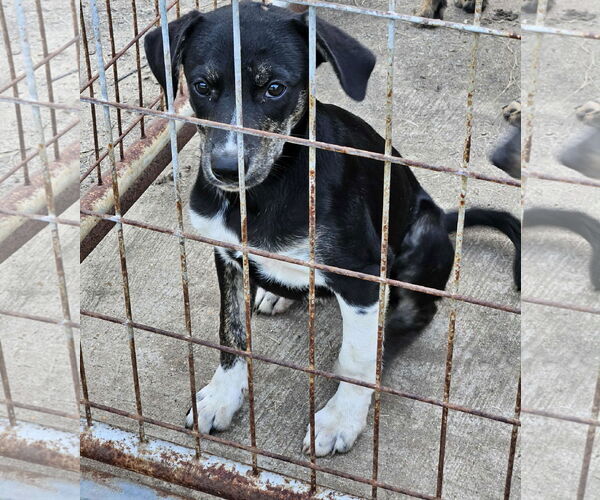 Medium Photo #1 Feist Terrier-Unknown Mix Puppy For Sale in Wakefield, RI, USA