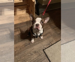 Boston Terrier Puppy for sale in FISHERS, IN, USA