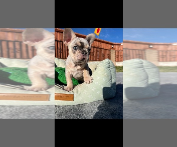 Medium Photo #14 French Bulldog Puppy For Sale in MONTEREY PARK, CA, USA