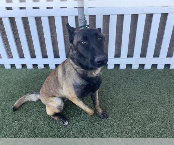 Medium Photo #1 Mutt Puppy For Sale in Modesto, CA, USA