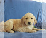Small Photo #1 Golden Retriever Puppy For Sale in GORDONVILLE, PA, USA