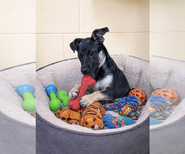 Medium Photo #1 Mutt Puppy For Sale in Genesee, WI, USA