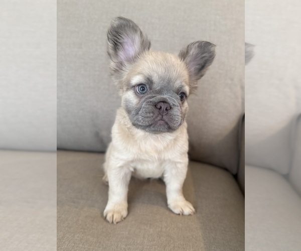 Medium Photo #6 French Bulldog Puppy For Sale in WOODBRIDGE, VA, USA